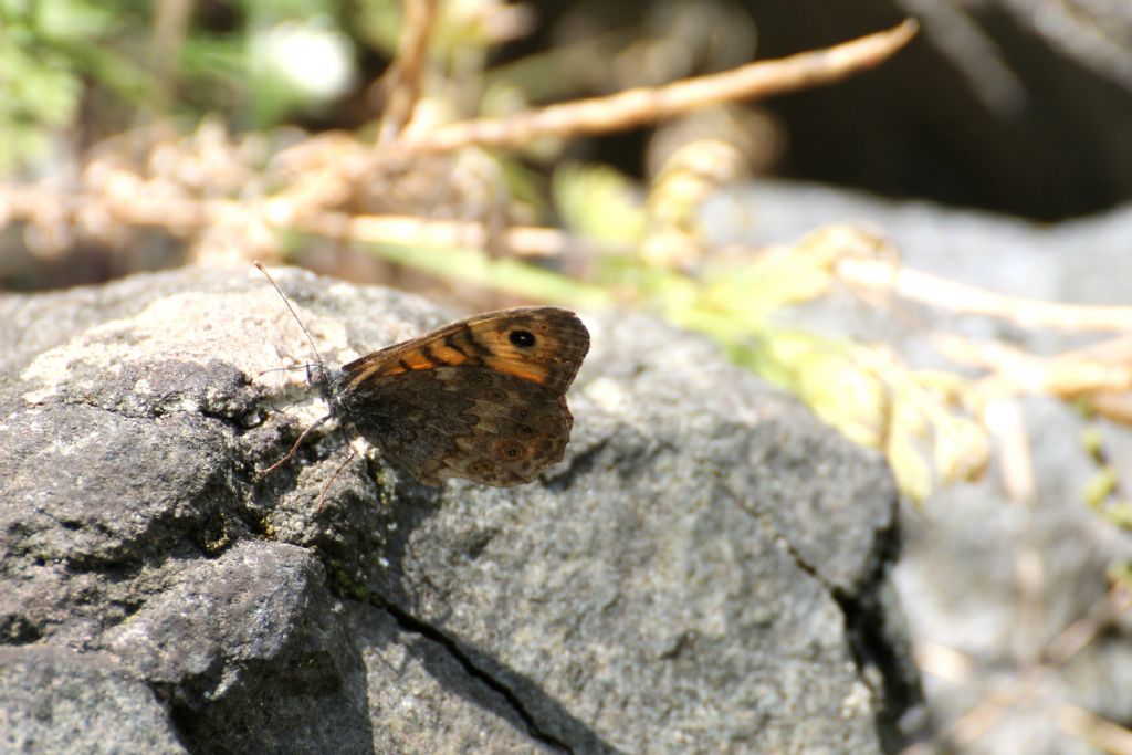 Lasiommata petropolitana pu essere?